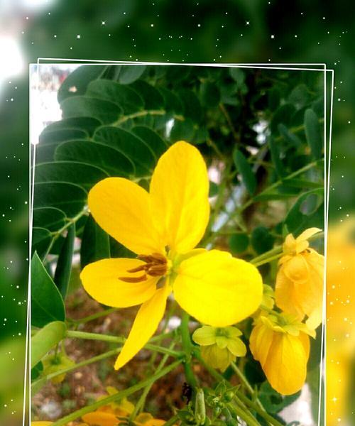 黄花槐的寓意是什么？黄花槐象征着什么？