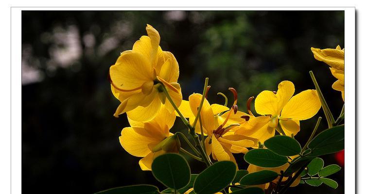 黄槐花的花语有哪些含义？