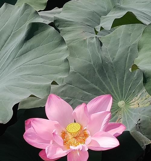 黄金莲花象征着什么？黄金莲花的寓意有哪些常见问题？