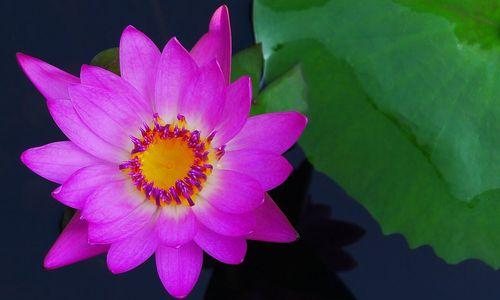 黄金莲花象征着什么？黄金莲花的寓意有哪些常见问题？