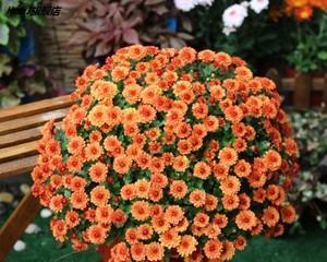 雏菊开完花后如何处理？维护和修剪的正确方法是什么？