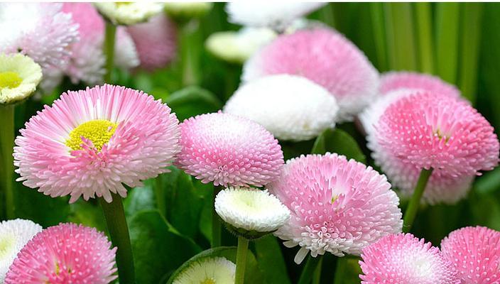 雏菊开完花后如何处理？维护和修剪的正确方法是什么？