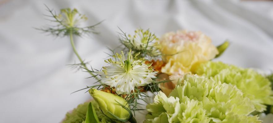 黄康乃馨花语是什么？如何正确表达爱意？