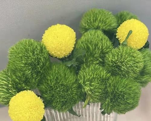 雏菊水培方法是什么？水培雏菊需要注意哪些问题？