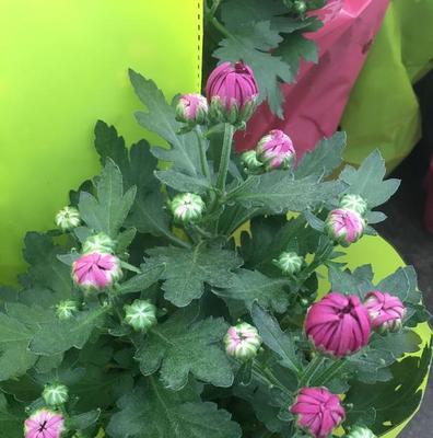 雏菊的花期是什么时候？哪个季节会开花？