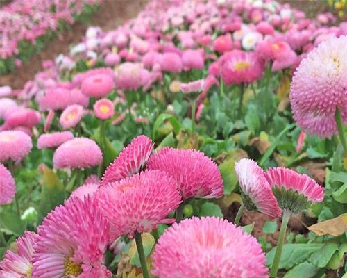 雏菊是多年生植物吗？如何区分一年生和多年生花卉？