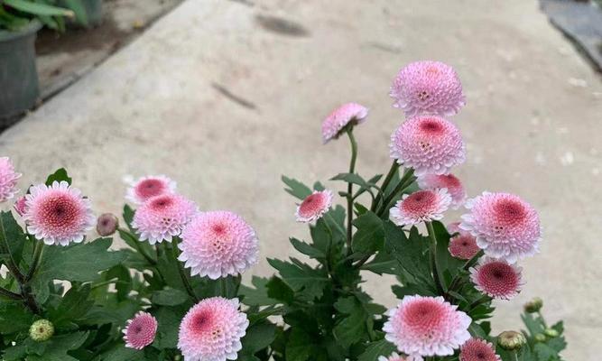 雏菊是多年生植物吗？如何区分一年生和多年生花卉？