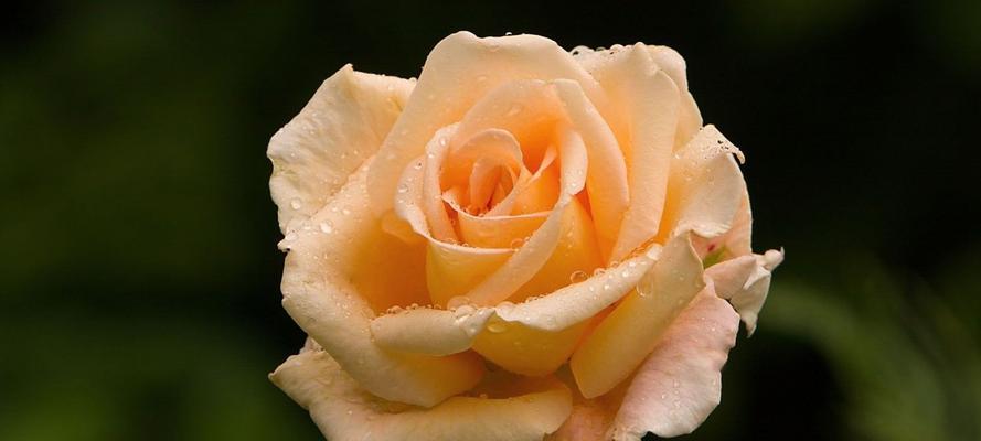 黄玫瑰花的花语是什么？送黄玫瑰代表什么意义？