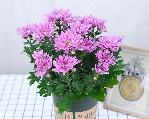 雏菊四季都能开花吗？如何确保雏菊全年开花？