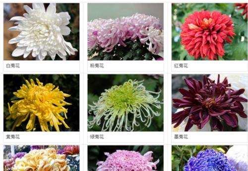 雏菊喜阴还是喜阳？如何正确养护雏菊？