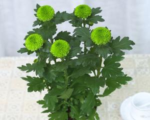 雏菊鲜花水养方法是什么？水养雏菊的注意事项有哪些？