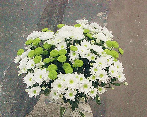 雏菊的花语是什么？如何用雏菊表达情感？