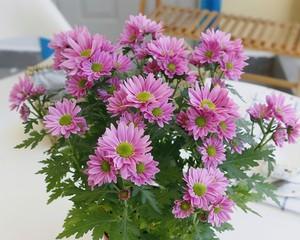 雏菊一年能开几次花？如何确保持续开花？