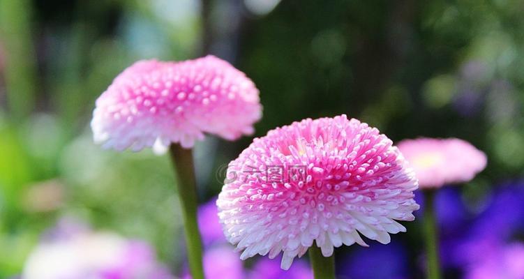 雏菊一年能开几次花？如何确保持续开花？