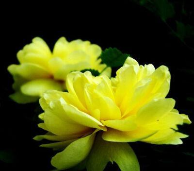 黄蔷薇的花语是什么？它代表了哪些意义？