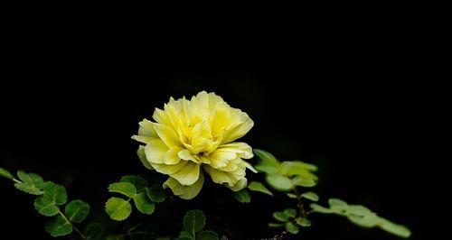 黄蔷薇的花语是什么？它代表了哪些意义？