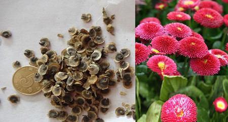 如何正确收集雏菊花种子？留种过程中应注意什么？