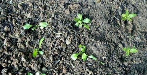 如何正确收集雏菊花种子？留种过程中应注意什么？