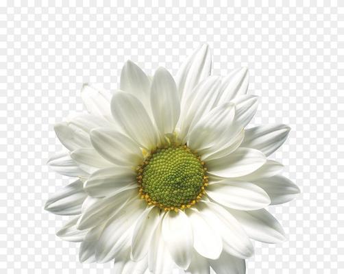 雏菊修剪方法有哪些？如何正确修剪雏菊？