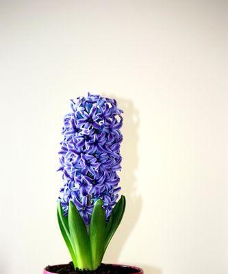黄色风信子的花语有哪些含义？