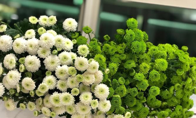 如何让雏菊生长得更加旺盛？养雏菊的秘诀是什么？