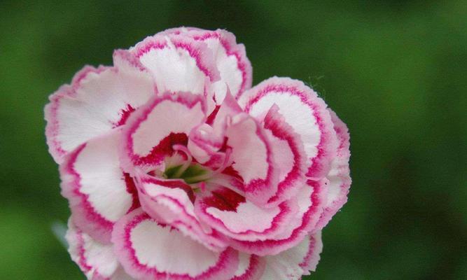 黄色康乃馨代表什么？花语含义有哪些常见误解？