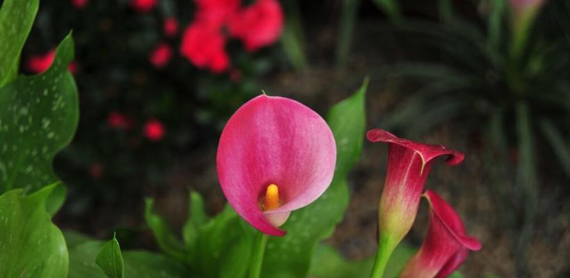黄色马蹄莲代表什么？它的花语有哪些含义？