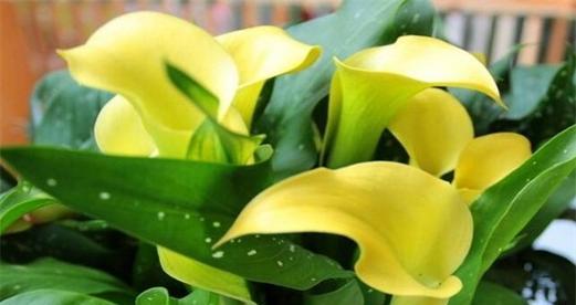 黄色马蹄莲代表什么？它的花语有哪些含义？