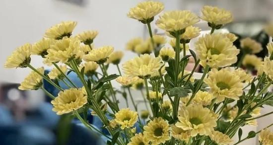 雏菊怎么养殖方法？有哪些注意事项？