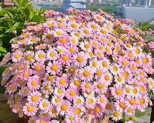 雏菊播种后多久会开花？种植雏菊的开花时间是多久？