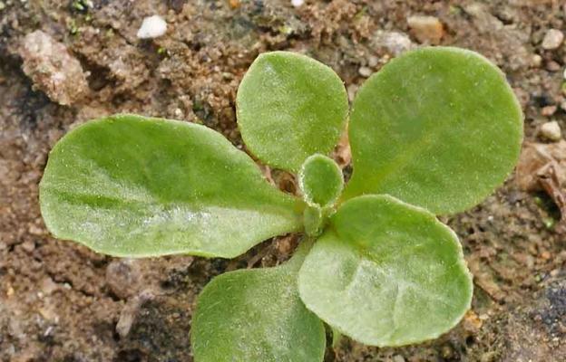 雏菊种子发芽需要多长时间？常见问题解答
