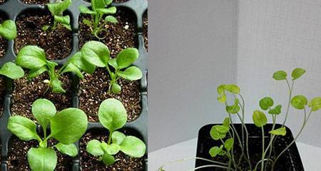 雏菊种子发芽需要多长时间？常见问题解答