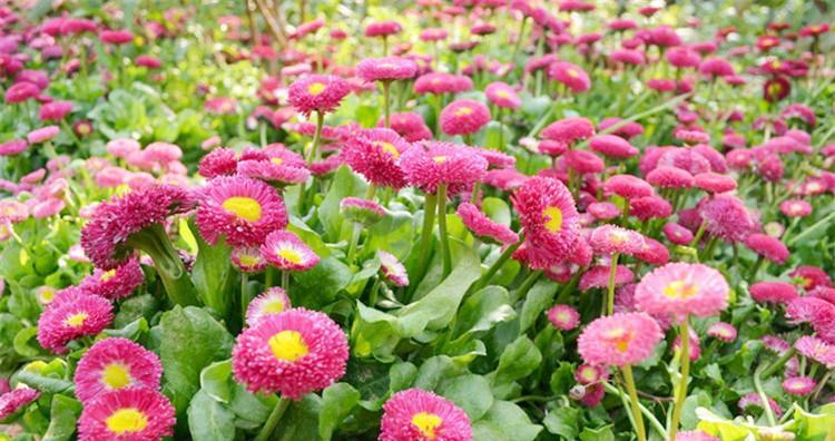 雏菊种子最佳种植时间是什么时候？种植后需要注意什么？