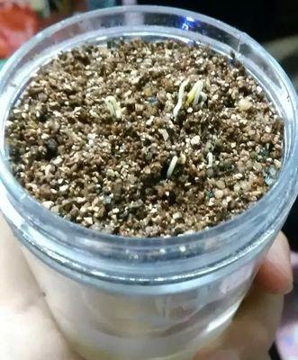 雏菊种子最佳种植时间是什么时候？种植后需要注意什么？