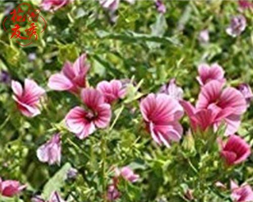 如何正确种植雏菊种子？种植过程中的常见问题解答？