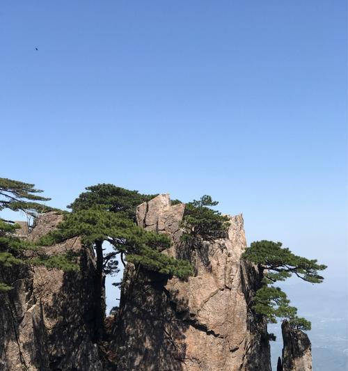 黄山松象征着什么？黄山松的寓意和特点是什么？