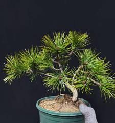 黄山松象征着什么？黄山松的寓意和特点是什么？
