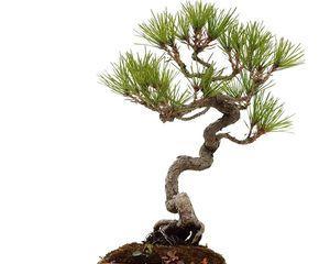 黄山松象征着什么？黄山松的寓意和特点是什么？