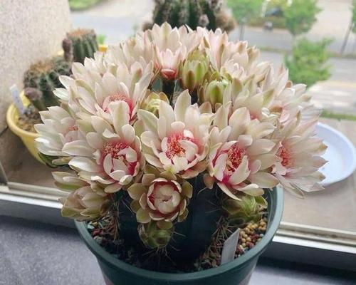 处女座适合养什么花卉植物？有哪些推荐？