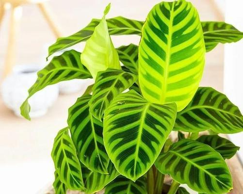 处女座适合养什么花卉植物？有哪些推荐？