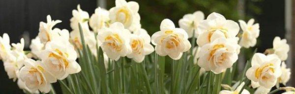 黄水仙花花语是什么？如何用黄水仙表达爱意？