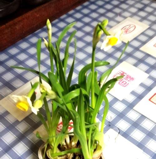 黄水仙花花语是什么？如何用黄水仙表达爱意？