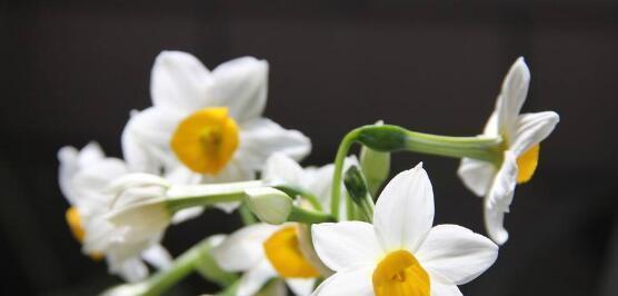 黄水仙花花语是什么？如何用黄水仙表达爱意？