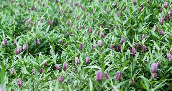 川贝种植需要哪些条件？生长环境要求是什么？