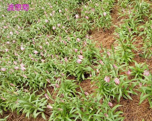 川贝种植需要哪些条件？生长环境要求是什么？