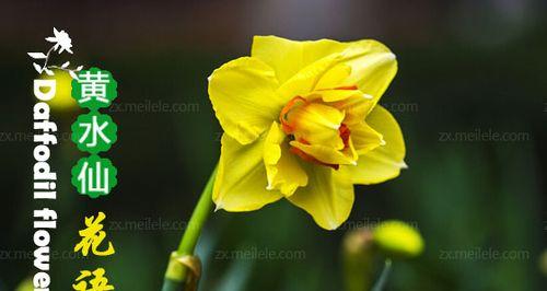 黄水仙花语是什么？如何用黄水仙表达爱意？