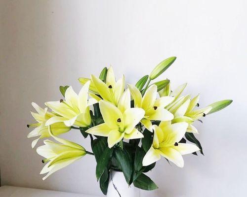黄天霸百合花的花语及其象征意义？