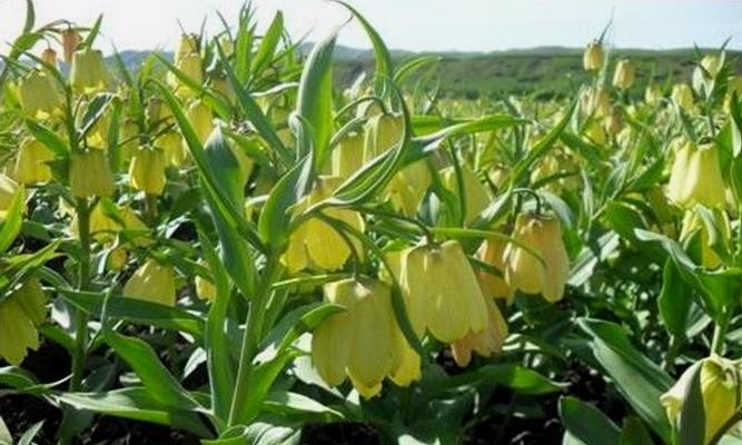 川贝母种植条件有哪些？哪些地方最适合种植川贝母？