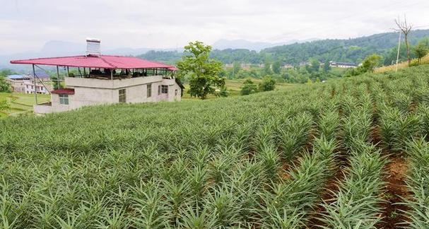 川贝母种植条件有哪些？哪些地方最适合种植川贝母？