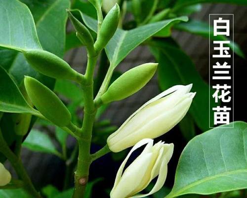 黄玉兰花的寓意是什么？如何正确理解黄玉兰的象征意义？